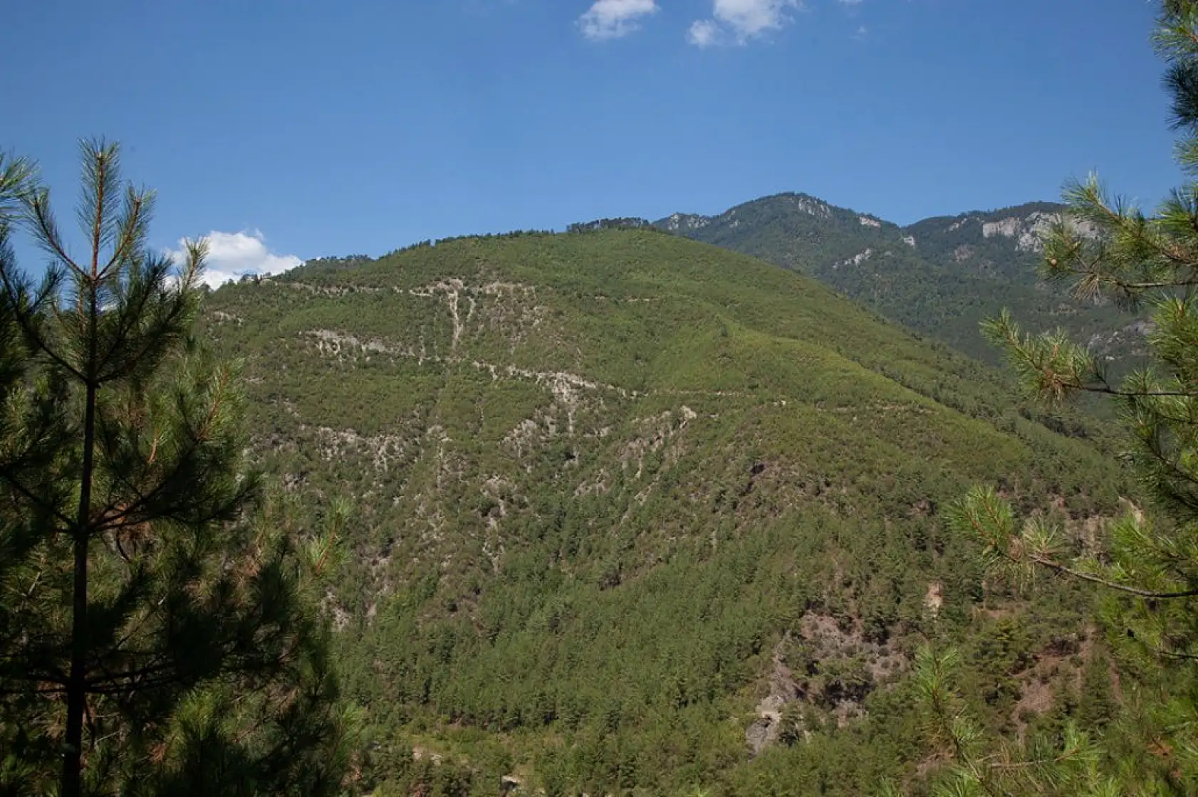 Yanan ormanlar yeniden yeşerdi