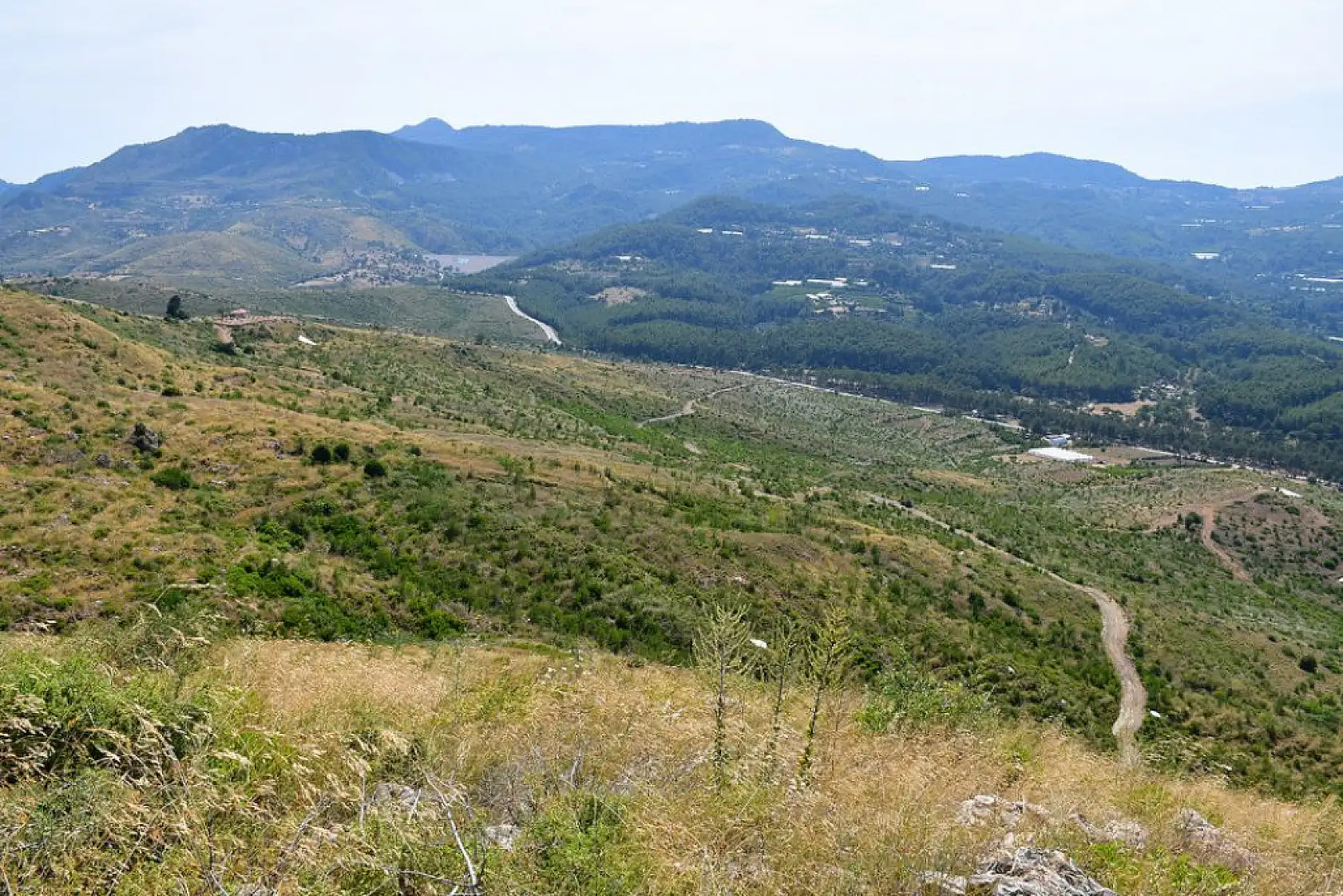 Yanan ormanlar yeniden yeşerdi