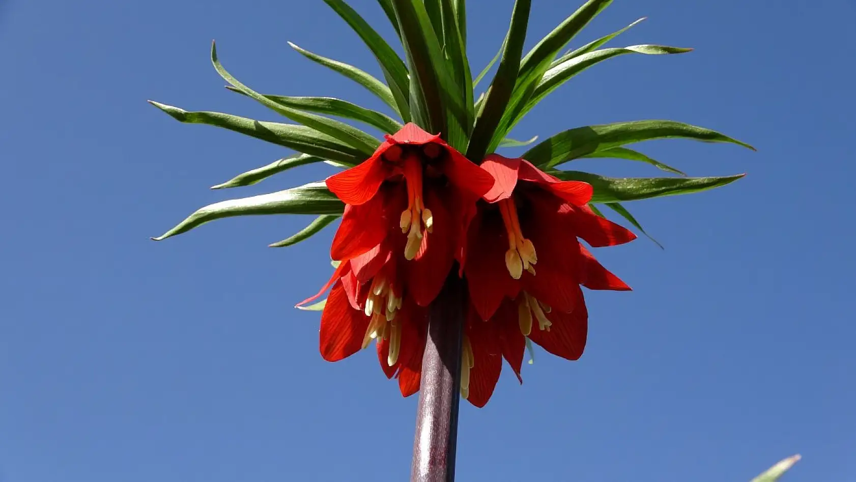 Yüksekova'da ters laleler kendine hayran bıraktı