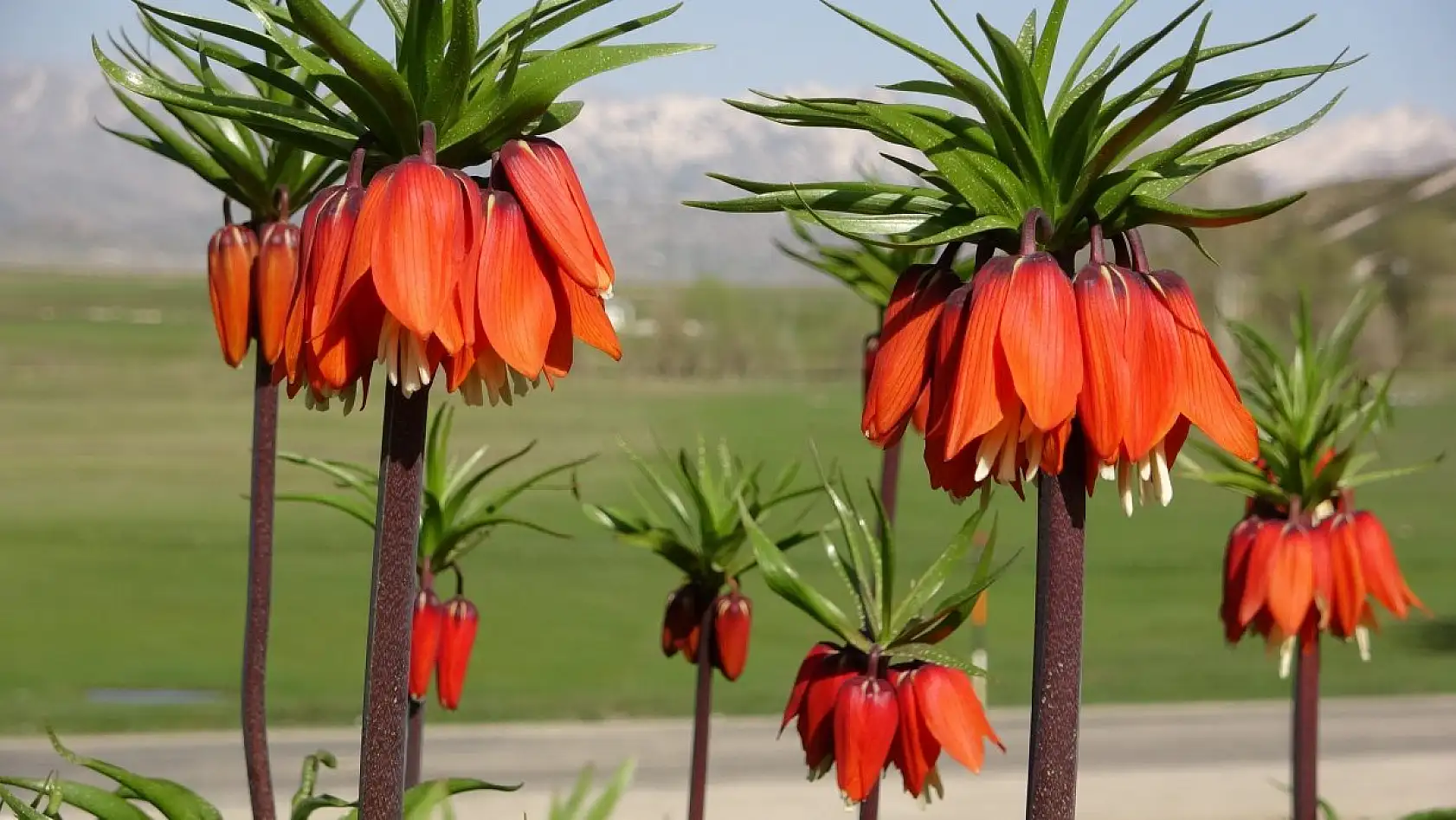 Yüksekova'da ters laleler kendine hayran bıraktı