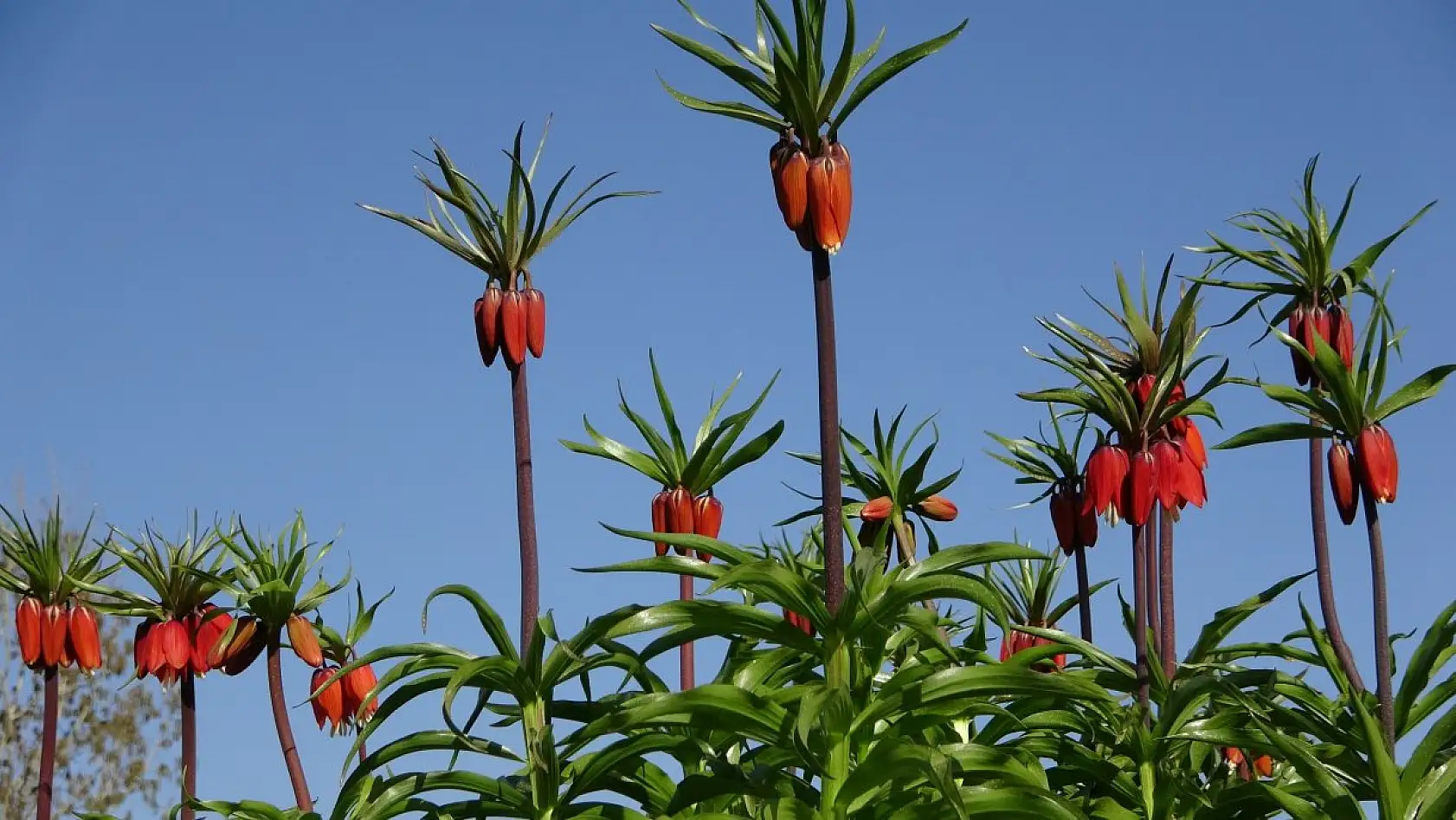 Yüksekova'da ters laleler kendine hayran bıraktı