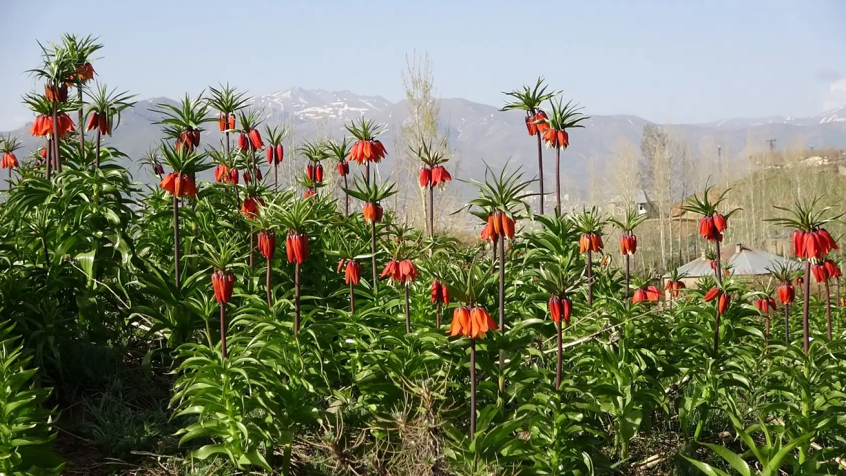 Yüksekova'da ters laleler kendine hayran bıraktı