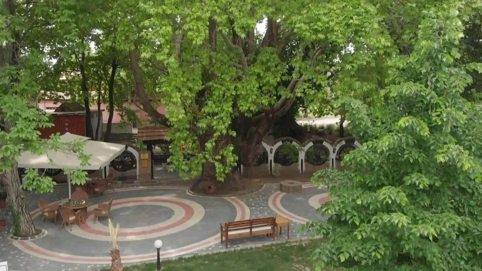 Kazdağları'nın eteklerindeki 400 yıllık anıt ağaçlar turizme kazandırılıyor