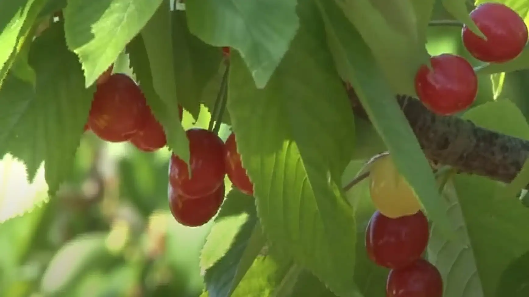 Kuzey yarımkürenin ilk kiraz hasadı Manisa’da yapıldı
