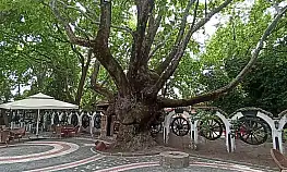 Kazdağları'nın eteklerindeki 400 yıllık anıt ağaçlar turizme kazandırılıyor