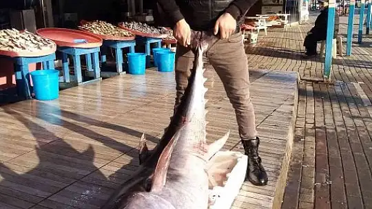 100 kiloluk torik ağlara takıldı