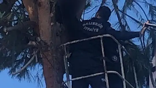 Ağaç budarken elektrik akımına kapılan kişi hayatını kaybetti