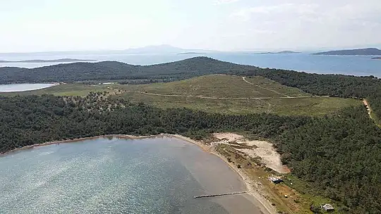Ayvalık'ta yanan ormanlık alanlarda yeşil yeniden hayat buluyor