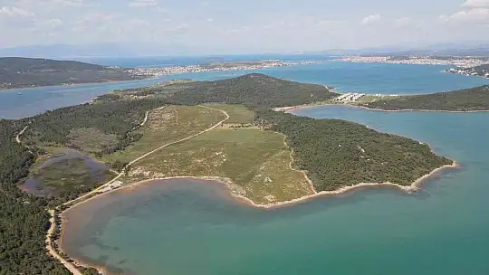 Ayvalık'ta yanan ormanlık alanlarda yeşil yeniden hayat buluyor
