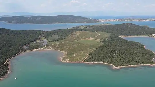 Ayvalık'ta yanan ormanlık alanlarda yeşil yeniden hayat buluyor