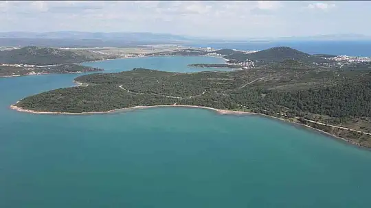 Ayvalık'ta yanan ormanlık alanlarda yeşil yeniden hayat buluyor
