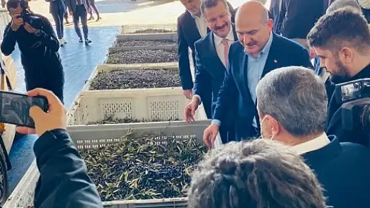 Bakan Soylu zeytinin zeytinyağına ait serüveni izledi