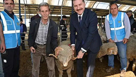 Balıkesir Büyükşehir'den yerli üreticiye damızlık koç desteği