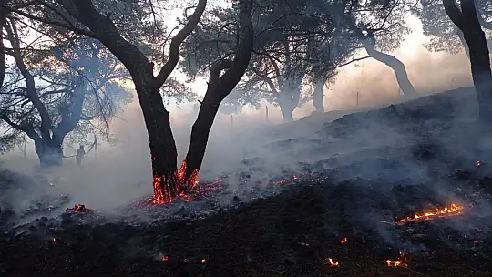 Balıkesir'de gece boyunca çıkan 3 orman yangını söndürüldü