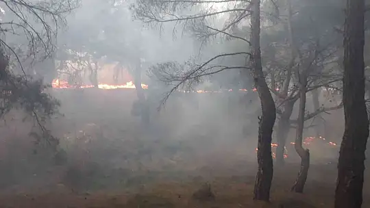 Balıkesir'de orman yangını zamanında müdahale ile kısa sürede söndürüldü