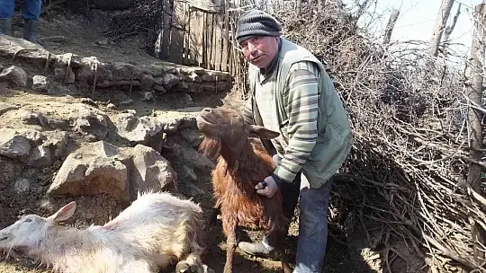 Balıkesir'de sahipsiz köpekler keçileri parçaladı