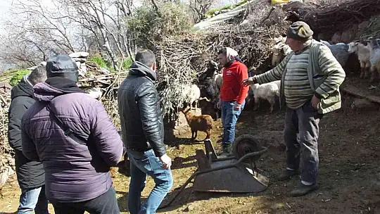 Balıkesir'de sahipsiz köpekler keçileri parçaladı