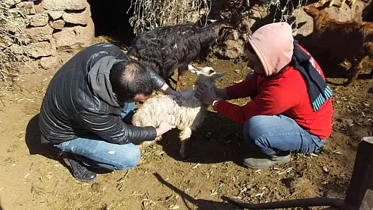 Balıkesir'de sahipsiz köpekler keçileri parçaladı