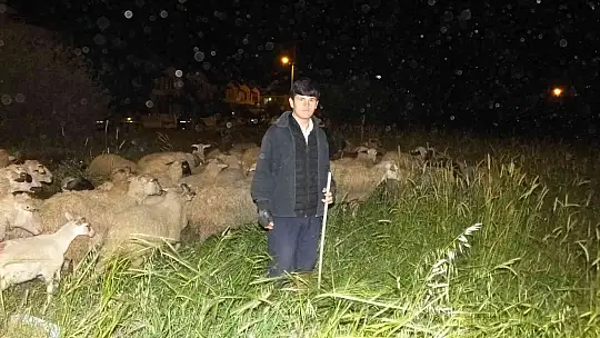 Burhaniye' de koyunlarda gece güdümü başladı