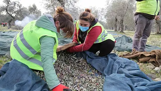 Edremit Belediyesi zeytinleri hasat ediliyor