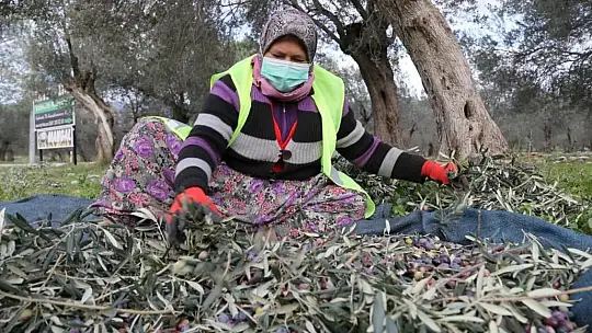 Edremit Belediyesi zeytinleri hasat ediliyor