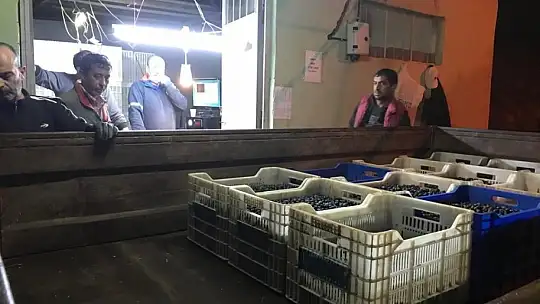 Erdek'in zeytini yok satıyor