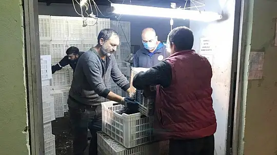 Erdek'in zeytini yok satıyor