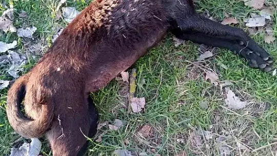 Erdek Kaymakamı Aksoy köpek katliamına duyarsız kalmadı