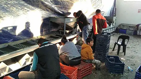 Erdek Zeytin kooperatifinden elek desteği