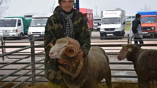 Koçlar Gönen'de panayırda boy gösterdi