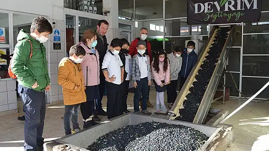 Öğrencilere zeytinyağı sevgisi aşılandı
